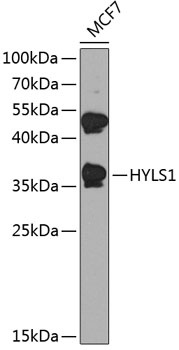 HYLS1 Antibody
