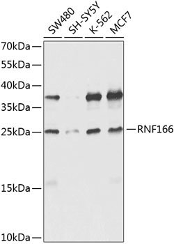 RNF166 Antibody