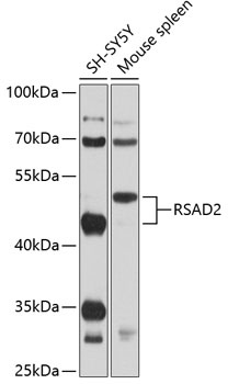 RSAD2 Antibody