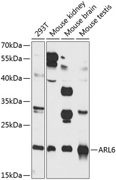 ARL6 Antibody