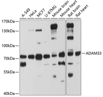 ADAM33 Antibody