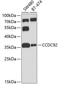 CCDC92 Antibody