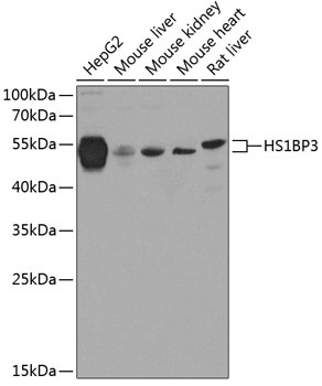 HS1BP3 Antibody