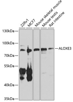 ALOXE3 Antibody