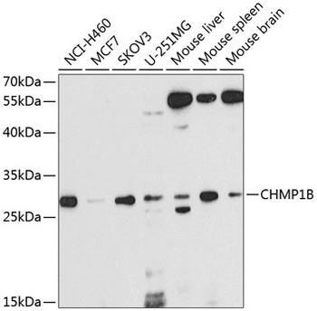 CHMP1B Antibody