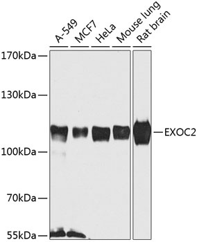 EXOC2 Antibody