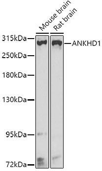 ANKHD1 Antibody
