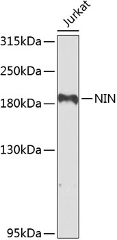 NIN Antibody