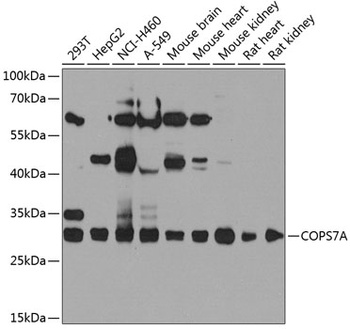 COPS7A Antibody