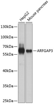 ARFGAP3 Antibody
