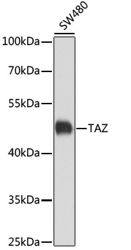 WWTR1 Antibody