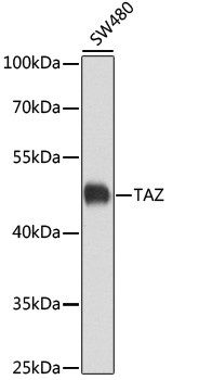 TAZ Antibody