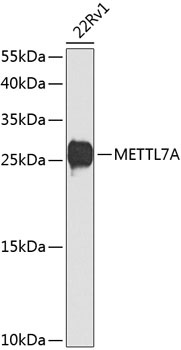 METTL7A Antibody