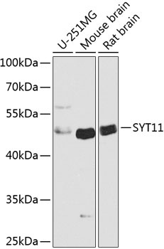 SYT11 Antibody