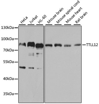 TTLL12 Antibody