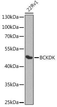 BCKDK Antibody