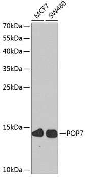 POP7 Antibody