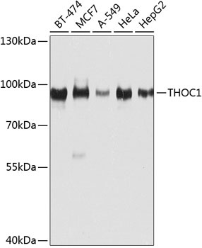 THOC1 Antibody