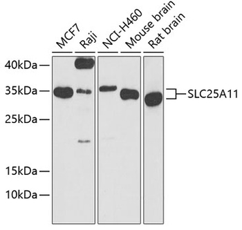 SLC25A11 Antibody