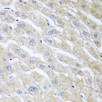 UCHL3 Antibody