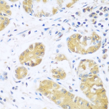 UCHL3 Antibody