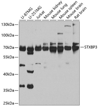 STXBP3 Antibody