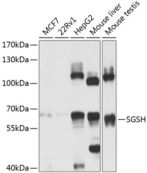 SGSH Antibody