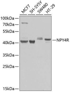 NPY4R Antibody