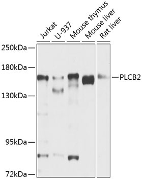 PLCB2 Antibody