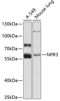 NPR3 Antibody