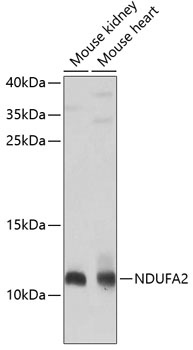 NDUFA2 Antibody