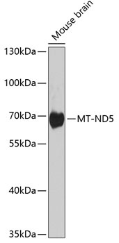 MT-ND5 Antibody