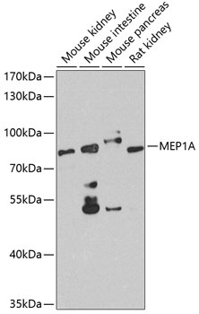 MEP1A Antibody
