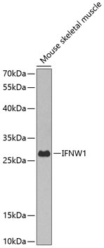 IFNW1 Antibody
