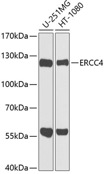 ERCC4 Antibody