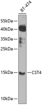 CST4 Antibody