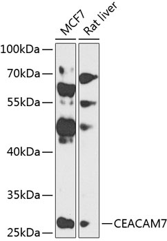 CEACAM7 Antibody