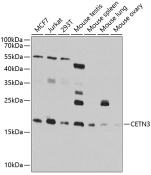 CETN3 Antibody