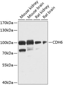 CDH6 Antibody