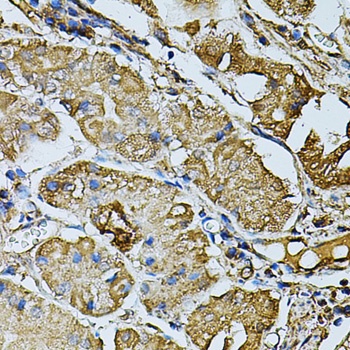 CDH6 Antibody