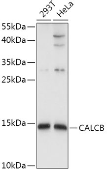 CALCB Antibody