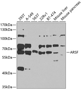 ARSF Antibody