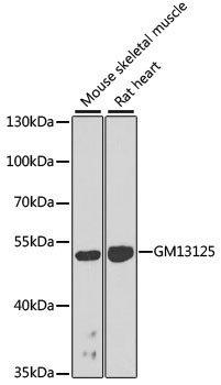 Gm13125 Antibody