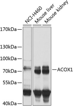 ACOX1 Antibody