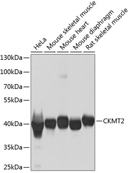 CKMT2 Antibody