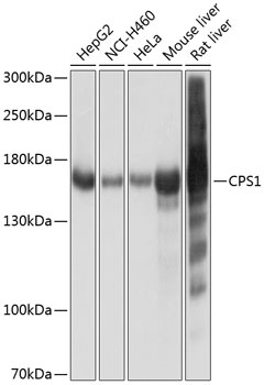 CPS1 Antibody