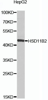 HSD11B2 Antibody