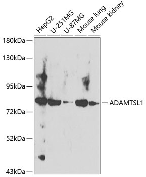 ADAMTSL1 Antibody