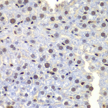 LHX4 Antibody