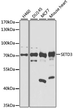 SETD3 Antibody